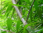 Elefantentrekking in Pang Nga Tonprai Wasserfall Naturpfad Rattanbaum (TH).
